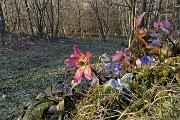 88 Ellebori con erba trinita (Hepatica nobilis)